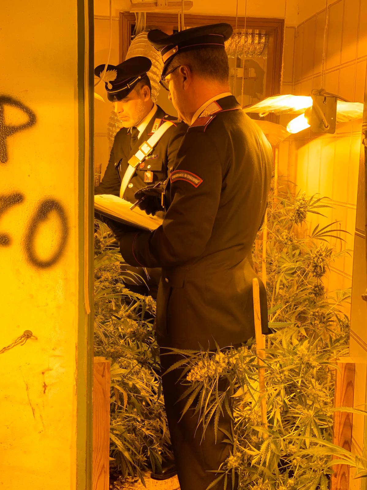 I Carabinieri scoprono una piantagione indoor in un casolare, in manette due giovani FOTO