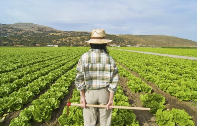 Agricoltura, Scilla: «Dal PSR Sicilia tre bandi per 120 milioni destinati ad agricoltori e allevatori»