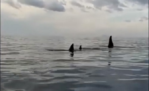 Orche danno spettacolo nello Stretto di Messina - VIDEO