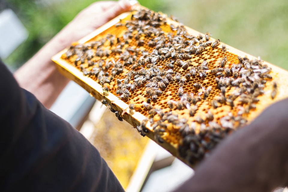 Apicoltura, produzione e commercializzazione miele, Scilla: «Domani il bando, anche per piccoli apicoltori»