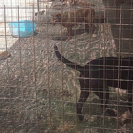 Animali a quattro zampe al freddo nel canile di Termini Imerese, l'appello per realizzare un rifugio