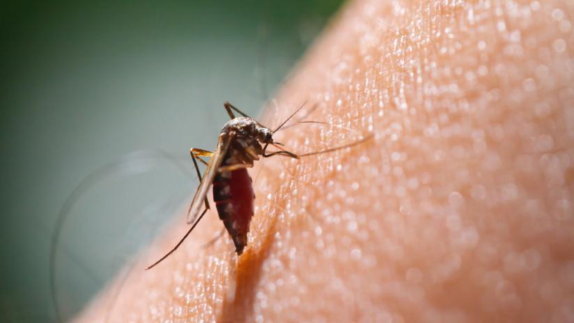 Malaria non diagnosticata, muore giornalista ad Agrigento