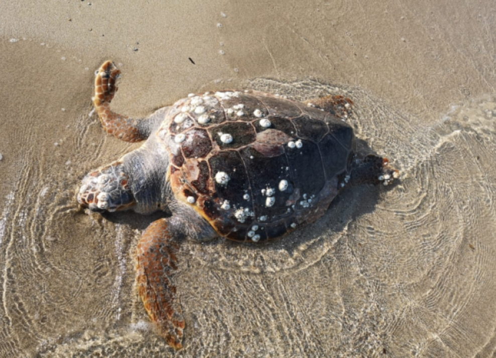 Allarme Caretta Caretta Trovata Una Tartaruga Morta In Spiaggia Himeralive It