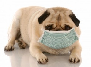 Cane testato positivo per coronavirus. Il cane di una donna infetta dal coronavirus è stato messo in quarantena