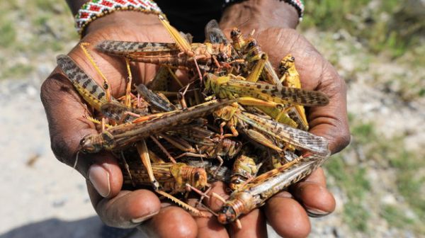 In Africa è in corso la peggior invasione di locuste del millennio