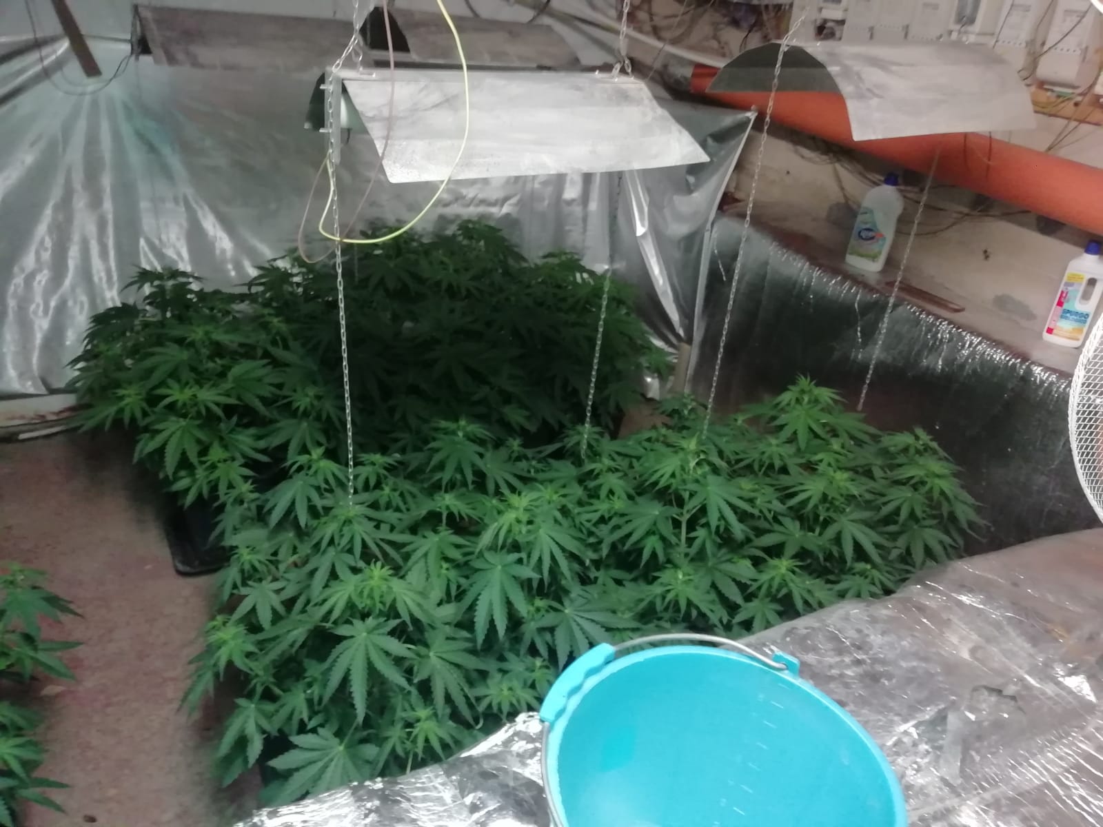 Marijuana in un cunicolo, carabinieri scoprono piantagione