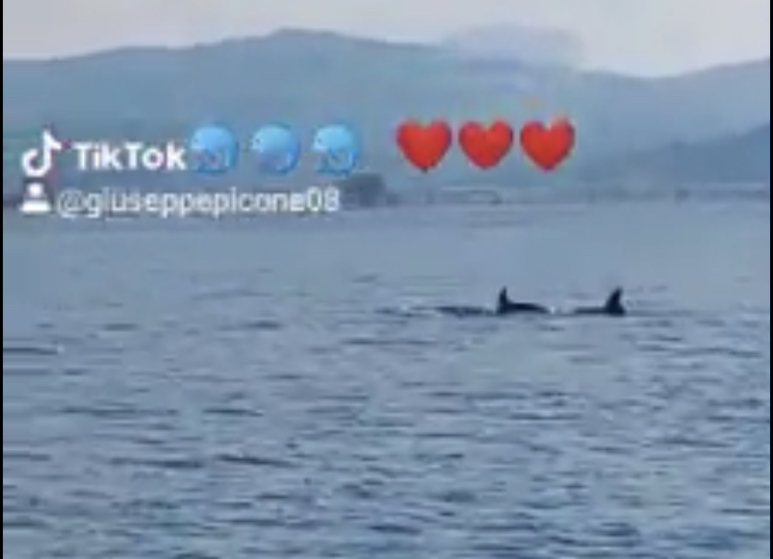 Termini Imerese: nuovi avvistamenti di delfini al largo del porto IL VIDEO