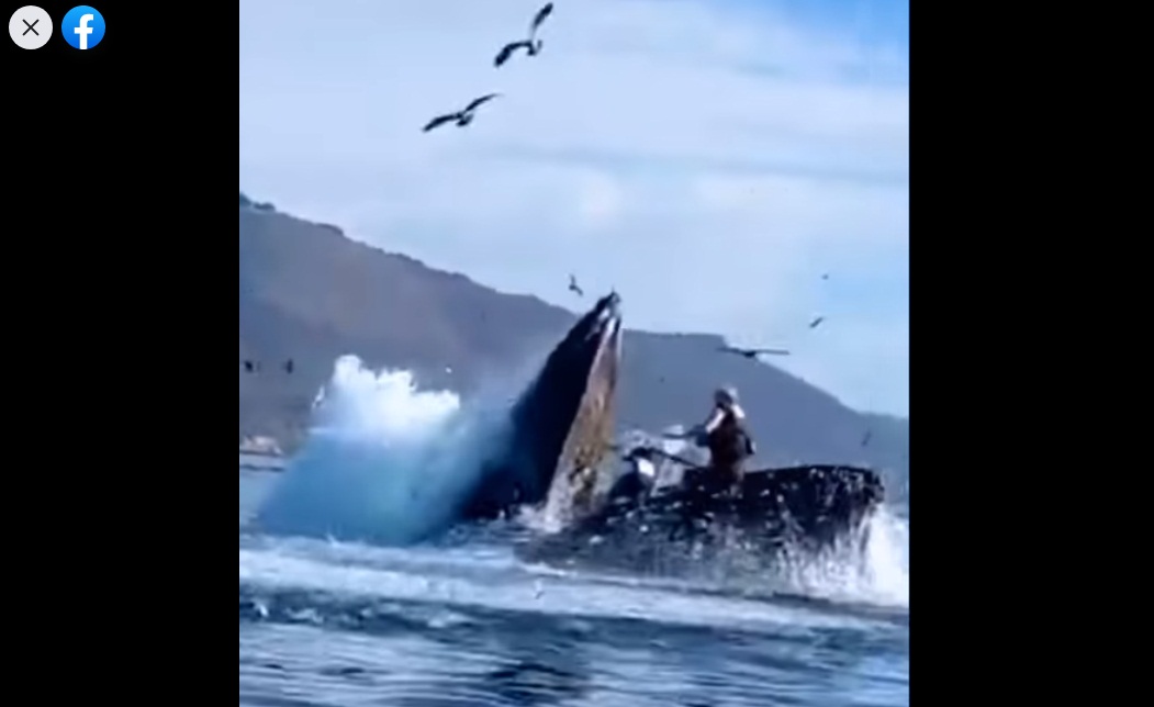Una balena inghiotte uomo in barca - Video