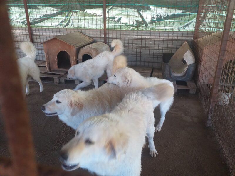 Famiglia termitana colpita dal Covid: sei cani costretti a tornare in canile  FOTO E VIDEO