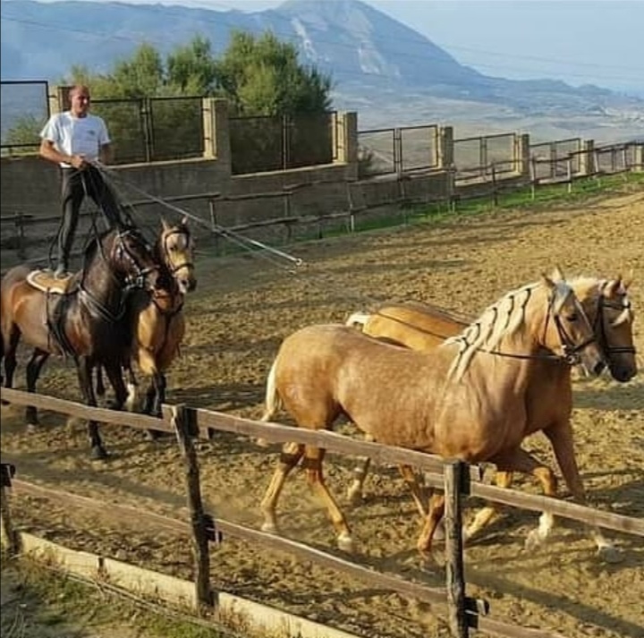 Montemaggiore Belsito: l'artista Francesco Di Martino e i suoi cavalli