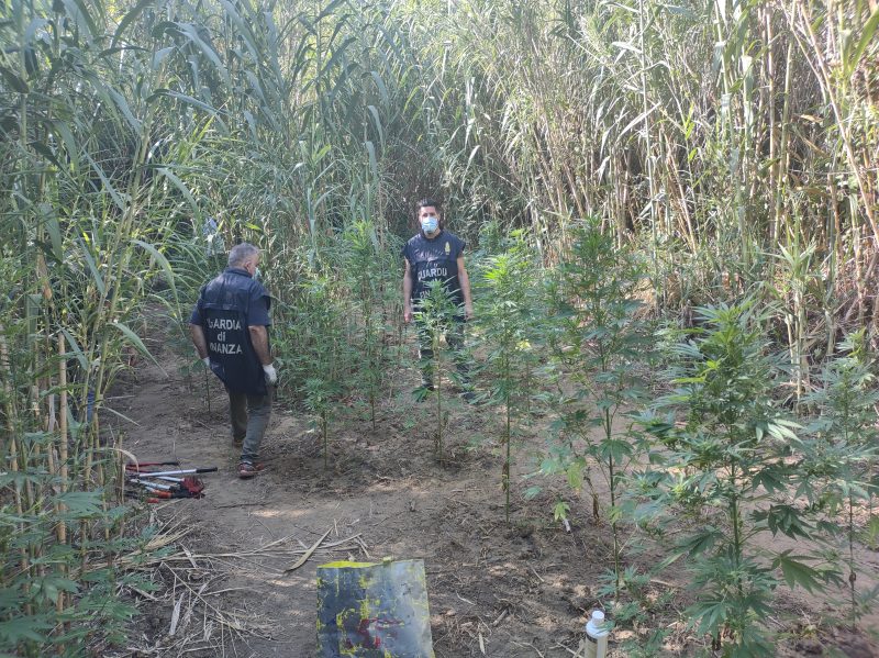 Guardia di finanza: sequestrata piantagione di marijuana in provincia di Palermo