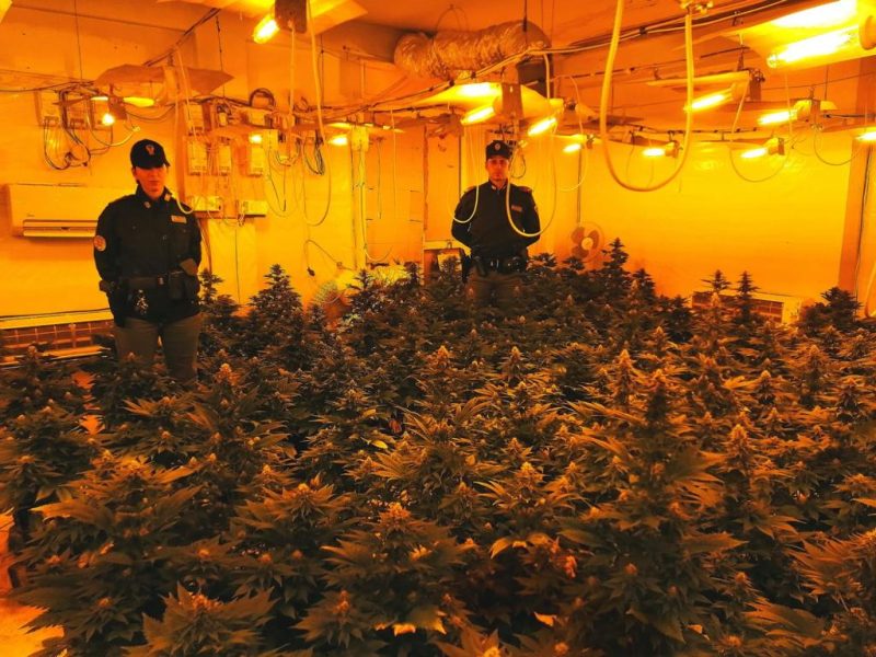 Provincia di Palermo: scoperta dalla polizia una piantagione indoor di marijuana all'interno di una villetta