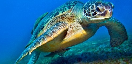 Nasce a Termini Imerese un centro di recupero e primo soccorso delle tartarughe marine