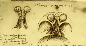Profezia di Leonardo Da Vinci: la pandemia mondiale 2020-2025 descritta dal "Codice Atlantico" Codex Atlanticus 1478-1518