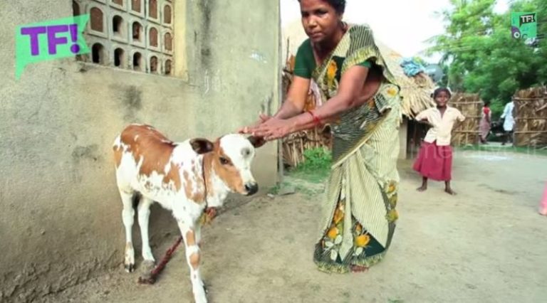 Curiosità: in India vitello nasce con 3 occhi, venerato come dio Shiva FOTO E VIDEO