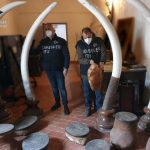 Carabinieri: sequestrate in provincia di Palermo quattro zanne d'avorio di elefante e altri manufatti