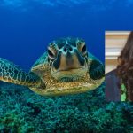 Inaugurato centro recupero tartarughe marine: la polemica di Diventerà Bellissima