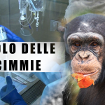 Vaiolo delle scimmie: nuovo caso a Palermo diagnosticato al Policlinico