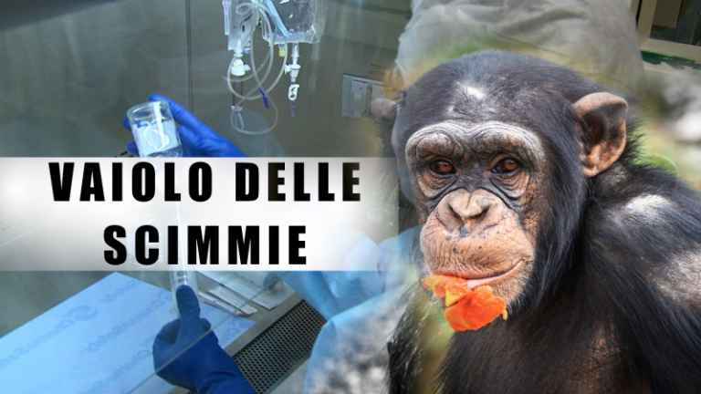 Vaiolo delle scimmie: nuovo caso a Palermo diagnosticato al Policlinico