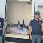 Forze dell'ordine contro pesca abusiva a Termini Imerese, Campofelice e Cefalù: sequestrati 12 esemplari di tonno rosso