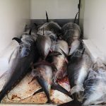 Provincia di Palermo: sequestrati quattro quintali di tonno rosso