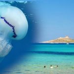 Temperature alte e mare caldo: Isola delle Femmine invasa dalle meduse