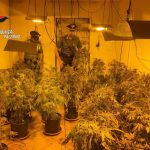 Casolare di campagna adibito a serra indoor: due arresti per coltivazione di cannabis