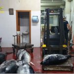 Guardia di Finanza: sequestrati 4,5 tonnellate di tonno rosso in un deposito in provincia di Palermo