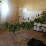 Guardia di Finanza: sequestrata piantagione di marijuana FOTO E VIDEO