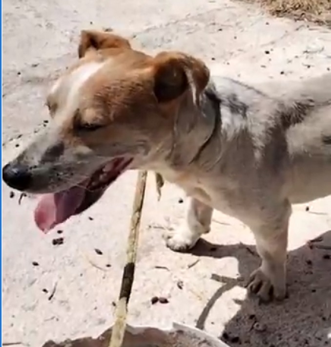 Cane ritrovato in contrada Bragone a Termini Imerese: l’appello per ritrovare la famiglia VIDEO