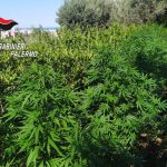 Scoperta piantagione di cannabis a Palermo: arrestato un 24enne