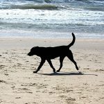 Cane azzanna padrone in spiaggia: trasportato al Civico di Palermo in gravi condizioni