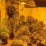 Oltre 400 piante in una serra indoor di cannabis: due arresti in provincia di Palermo