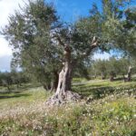 Caccamo: al via un corso di potatura dell’olivo, aperte le iscrizioni