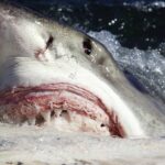 Donna di 39 anni perde la vita: è stata attaccata da uno squalo bianco mentre si trovava in acqua
