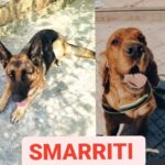 Smarriti due cani a Cefalù: un coker ed un pastore tedesco, l’appello per ritrovarli