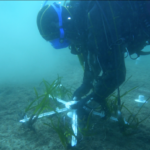 Posidonia Oceanica: acqua Geraci al fianco di Biosurvey per un progetto di riforestazione nel golfo di Palermo