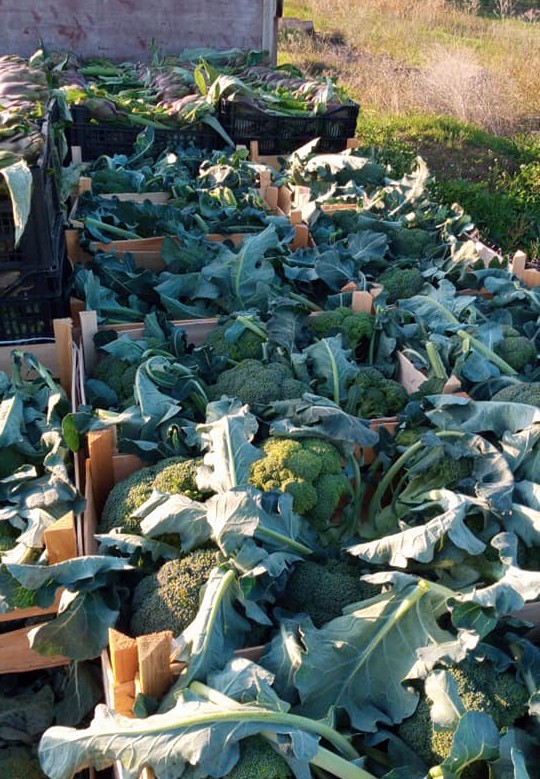 Termini Imerese, Cerda e Sciara: è allarme per il raccolto di carciofi e broccoli