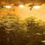 Guardia di Finanza: scoperta piantagione con oltre 14 chili di marijuana in casa a Ballarò LE FOTO