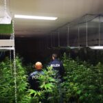 Palermo: la Polizia scova due piantagioni indoor di marijuana: un arresto e un indagato