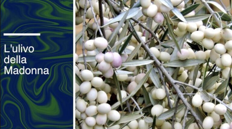 “L’olivo della Madonna”, una varietà di olivo da noi poco conosciuta