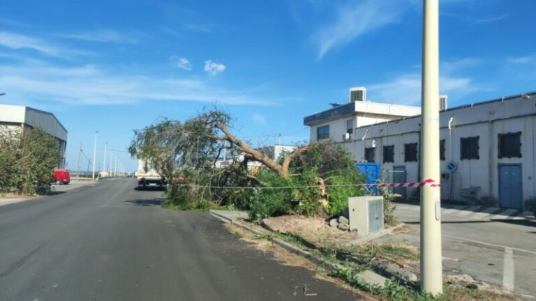 Forte vento a Termini Imerese: albero si abbatte nei pressi di un noto supermercato dell’area industriale LE FOTO
