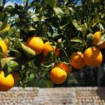 Agricoltura, la regione acquisterà 7,5 milioni di euro di agrumi siciliani da trasformare in succhi IL BANDO