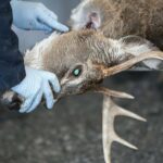 Cresce “la malattia del cervo zombie”: ecco quali sono i rischi per l’uomo