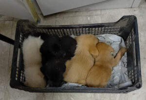 Campofelice di Roccella: la Polizia Municipale salva cinque cuccioli